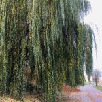 Damir P. 6с Gluosnis IMG_3946