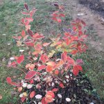 Timofej K. 6a 20201110_091855