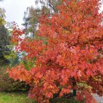 IMG_20211015_115731